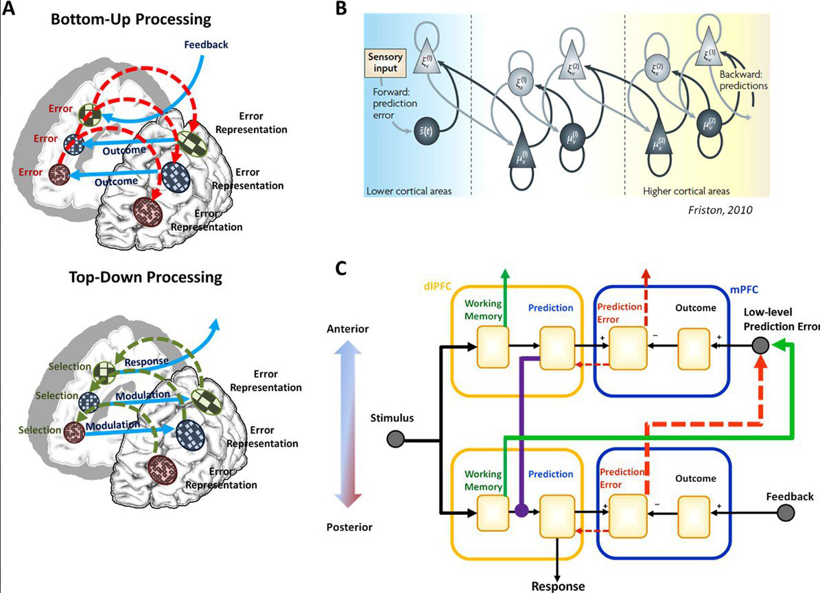 Обратная связь ошибки. A diagram representing Sensory processing in Humans.