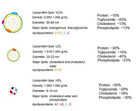 Lipoproteins.jpg