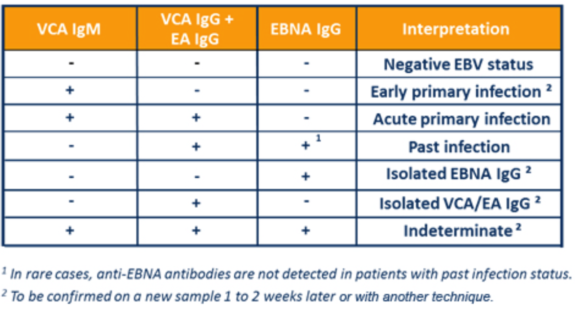 Epstein barr virus положительный. Анти-EBV IGG-EBNA. Эпштейн Барра IGM это-. Эпштейна-Барр EBNA IGG. VCA IGG положительный.